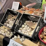 Garlic Fest 2026 -IMG_1105